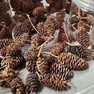 Tiny Pine Cones BULK bag